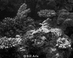 Corals in black and white.  Coral Sea by Bill Arle 